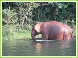 Periyar Wildlife Sanctuary